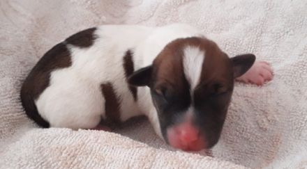 Unsere Welpen sind da!! Geb. am 25.6.2022 - 2 Mädels