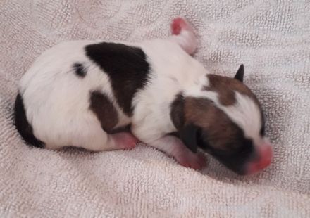 Unsere Welpen sind da!! Geb. am 25.6.2022 - 2 Mädels