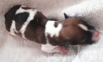 Unsere Welpen sind da!! Geb. am 25.6.2022 - 2 Mädels