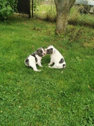 Unsere Hündin Josy hat uns am 24.5.2022 wunderschöne