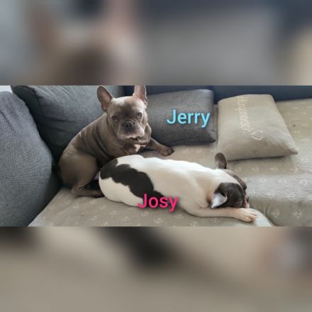 Unsere Hündin Josy hat uns am 24.5.2022 wunderschöne