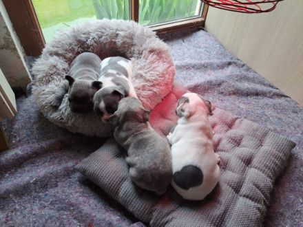 Unsere Hündin Josy hat uns am 24.5.2022 wunderschöne