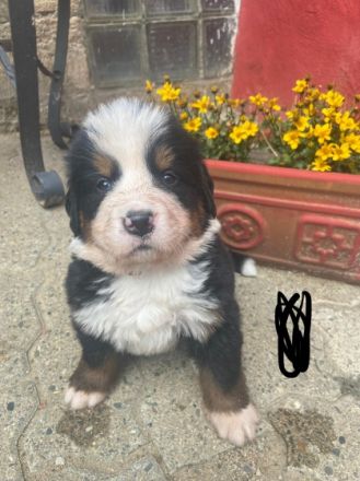 Hallo, Wir sind 4. Jungs und 4. Mädchen. Wir sind am 23