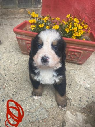 Hallo, Wir sind 4. Jungs und 4. Mädchen. Wir sind am 23