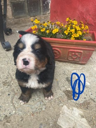 Hallo, Wir sind 4. Jungs und 4. Mädchen. Wir sind am 23