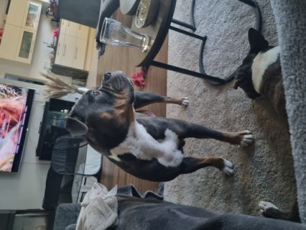 Hallo zusammen haben noch 4 wundervolle Knutschkugeln