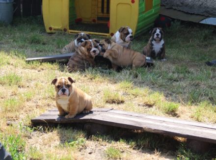 Kennel Rendog offers puppies, vaccinated, with pet pass