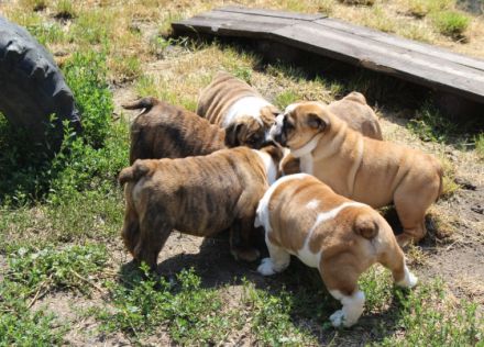 Kennel Rendog offers puppies, vaccinated, with pet pass