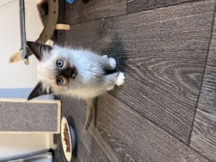 Wir sind Abgabe bereit . Suchen ein neues Zuhause Hallo