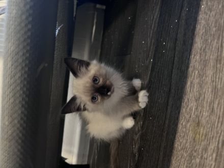 Wir sind Abgabe bereit . Suchen ein neues Zuhause Hallo