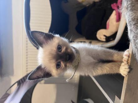 Wir sind Abgabe bereit . Suchen ein neues Zuhause Hallo