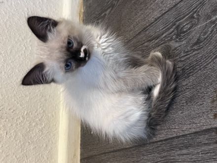 Wir sind Abgabe bereit . Suchen ein neues Zuhause Hallo