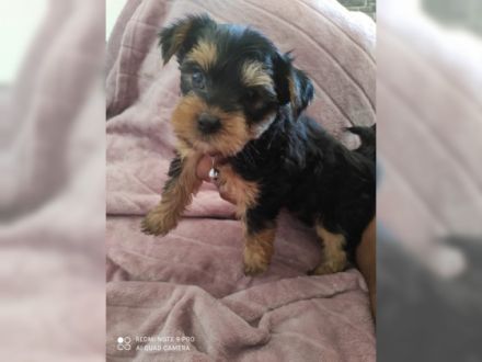 Hallo ihr lieben unsere Hündin hat am 27.04.22 . 5