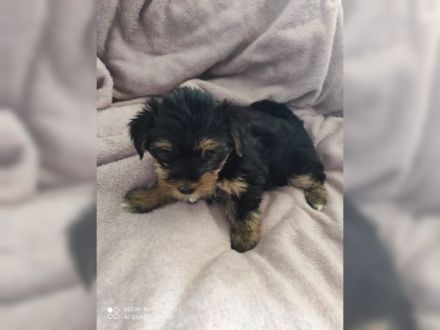 Hallo ihr lieben unsere Hündin hat am 27.04.22 . 5