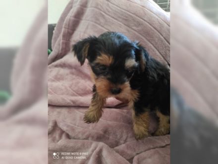 Hallo ihr lieben unsere Hündin hat am 27.04.22 . 5