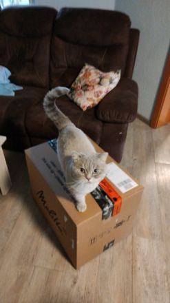 Britisch Kurzhaar, Kitten