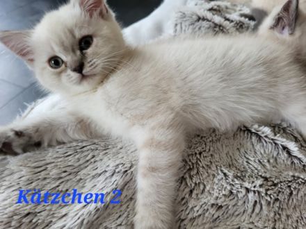 Britisch Kurzhaar, Kitten
