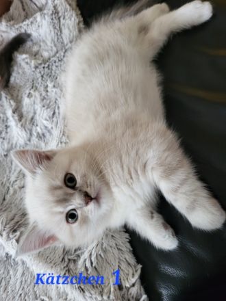 Britisch Kurzhaar, Kitten