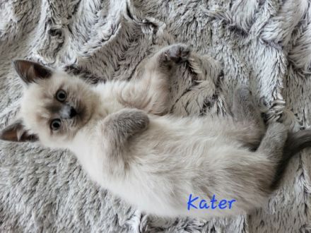 Britisch Kurzhaar, Kitten