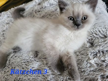 Britisch Kurzhaar, Kitten