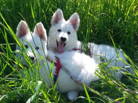 Zuchtstätte vom Koberg