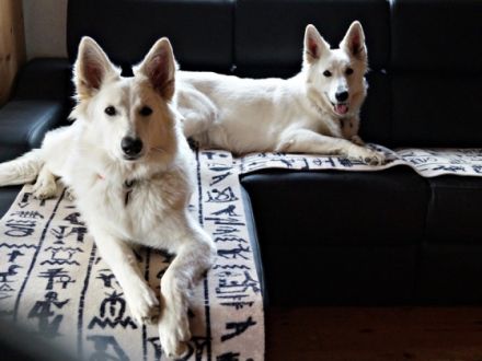 Zuchtstätte vom Koberg