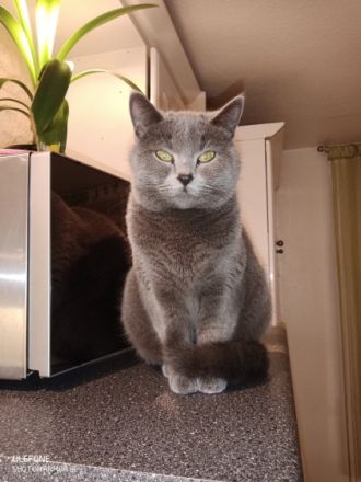 Am 7.04.2022 hat meine reinrassige BKH Katze Bagira