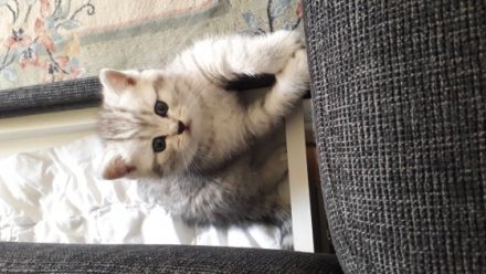 Am 7.04.2022 hat meine reinrassige BKH Katze Bagira