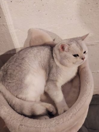 Am 7.04.2022 hat meine reinrassige BKH Katze Bagira