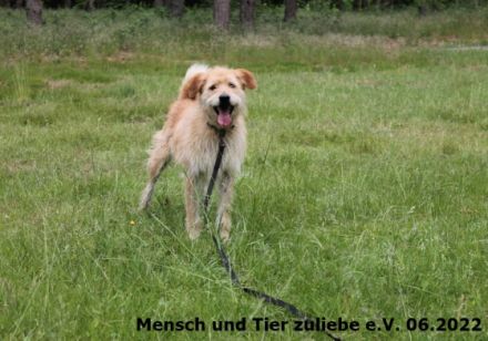 An alle Zottelhundliebhaber!! Hier komme ich, Romus ist