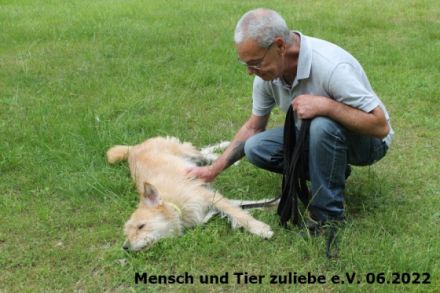 An alle Zottelhundliebhaber!! Hier komme ich, Romus ist