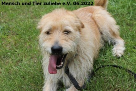 An alle Zottelhundliebhaber!! Hier komme ich, Romus ist