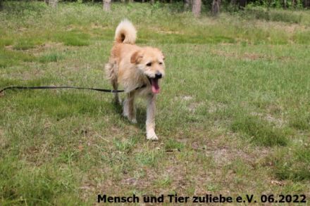 An alle Zottelhundliebhaber!! Hier komme ich, Romus ist