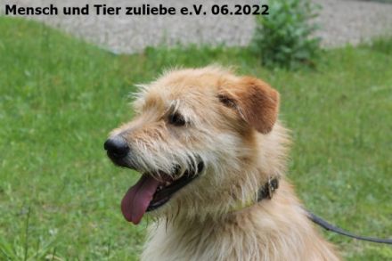 An alle Zottelhundliebhaber!! Hier komme ich, Romus ist