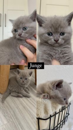 Hallo liebe Katzenfreunde :) unsere schöne Lila 