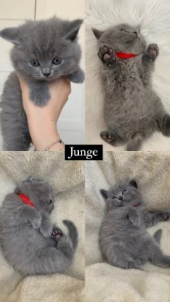 Hallo liebe Katzenfreunde :) unsere schöne Lila 