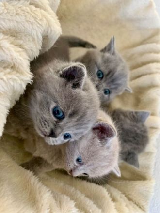 Hallo liebe Katzenfreunde :) unsere schöne Lila 