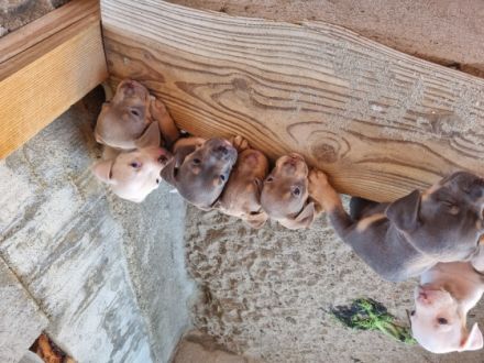 wir bieten super schöne Old English Bulldoggen Welpen