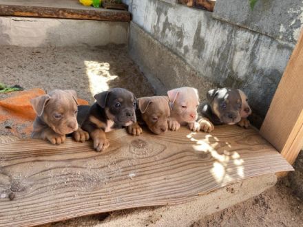 wir bieten super schöne Old English Bulldoggen Welpen