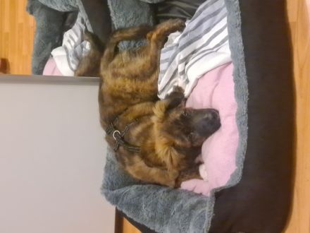 Kurzinfo, Mischlingswelpen