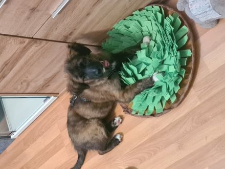 Kurzinfo, Mischlingswelpen