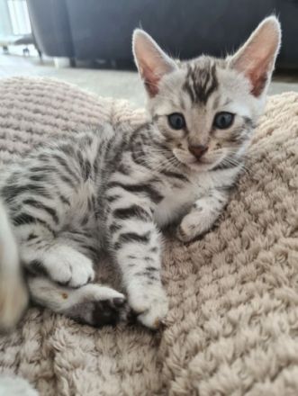 Unsere Katze Sima hat Am 20. April drei männliche und