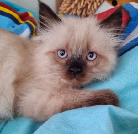 2 sehr liebe Siam-Perser Mixbabys (2 männ.) suchen ab