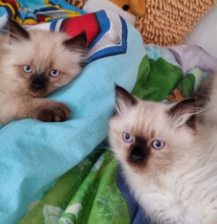 2 sehr liebe Siam-Perser Mixbabys (2 männ.) suchen ab