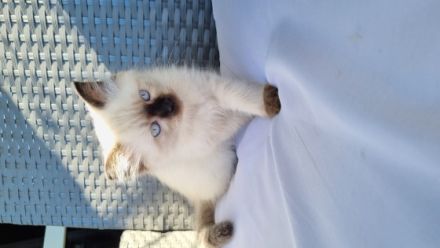 2 sehr liebe Siam-Perser Mixbabys (2 männ.) suchen ab