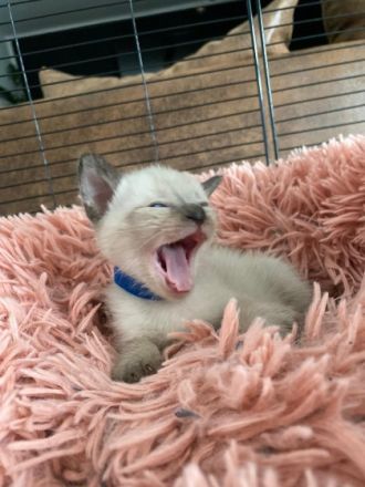 Hallöchen, unsere Siam Katze hat 4 gesunde Babykatzen