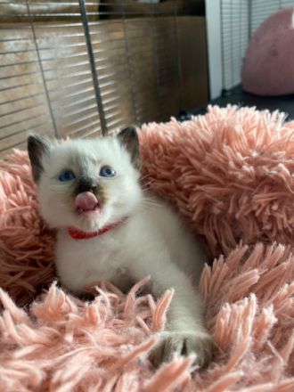 Hallöchen, unsere Siam Katze hat 4 gesunde Babykatzen