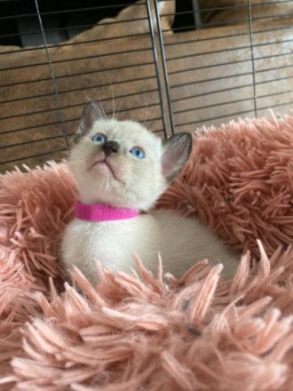 Hallöchen, unsere Siam Katze hat 4 gesunde Babykatzen