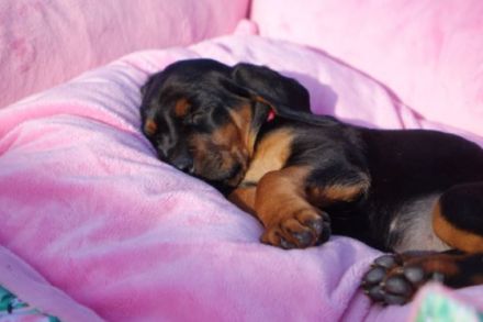 Zapraszamy do odwiedzin Hodowli z Garbu Księżej Góry i