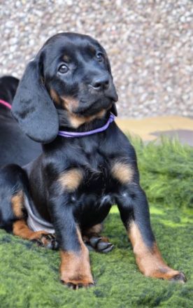 Zapraszamy do odwiedzin Hodowli z Garbu Księżej Góry i